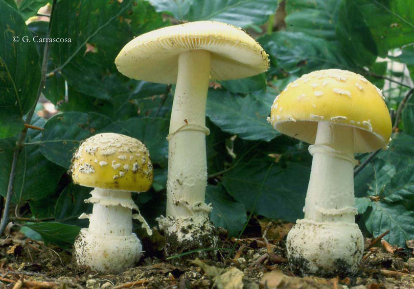 9.3 Amanita gemmata AMANITA_JUNQUILLEA_-_810_ancho.jpg