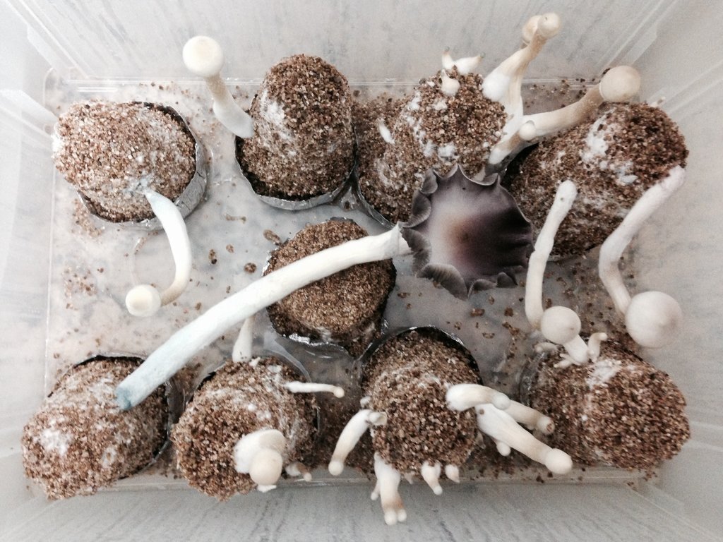 A+ Albino 001 12-06.JPG