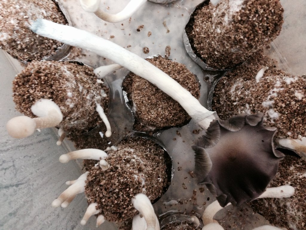 A+ Albino 002 12-06.JPG