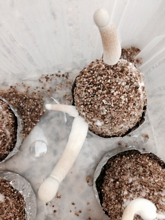 A+ Albino 004 06-06.JPG