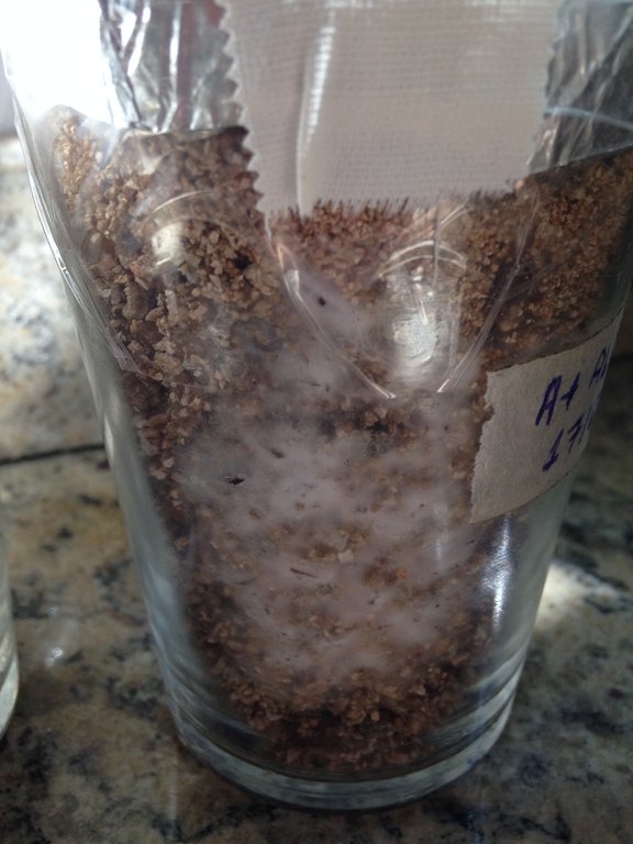 A+ Albino 006 04-05.jpg