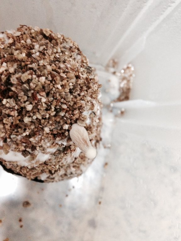 A+ Albino 006 06-06.JPG