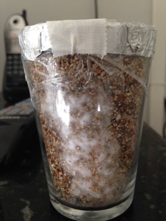 A+ Albino 009 04-05.jpg