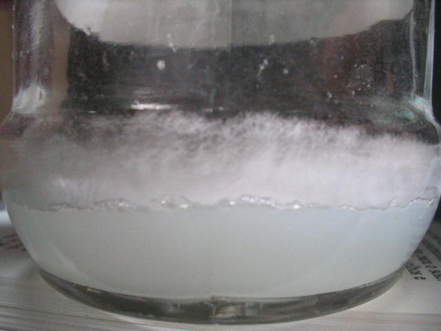 agar com cremogema 005.jpg