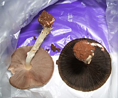 Agaricus sp-roxo(A-249)--1.jpg