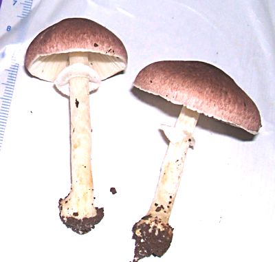 Agaricus sp-roxo(A-249)--4.jpg