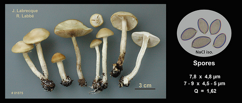 Agrocybe praecox  Agrocybe précoce.jpg