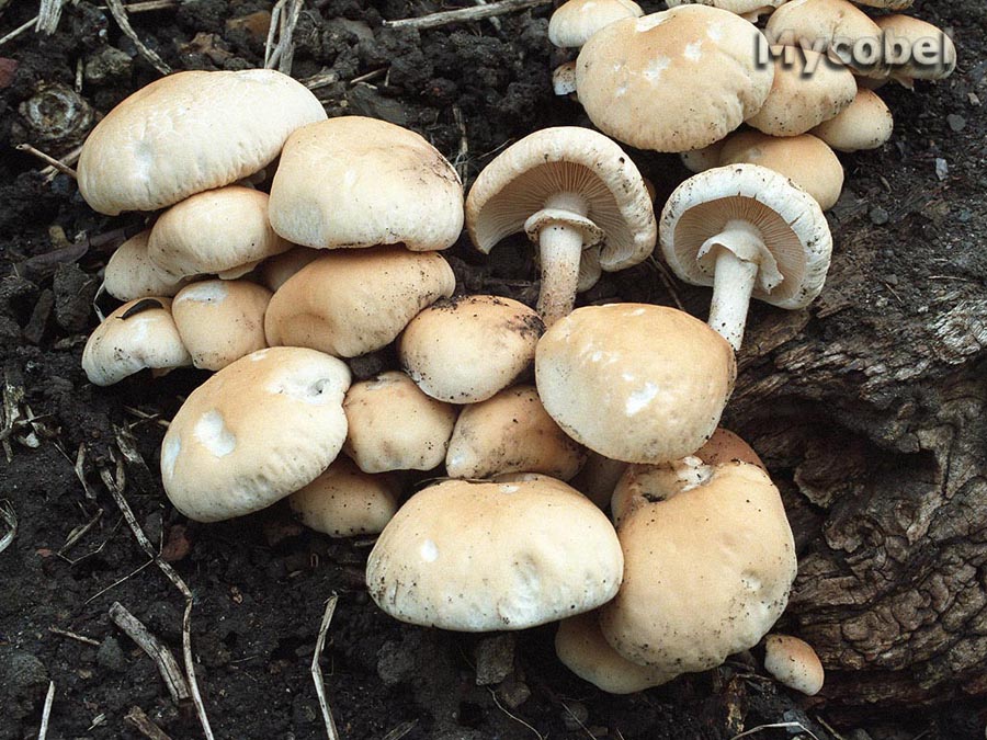 agrocybe_aegerita_(yd)_2.jpg