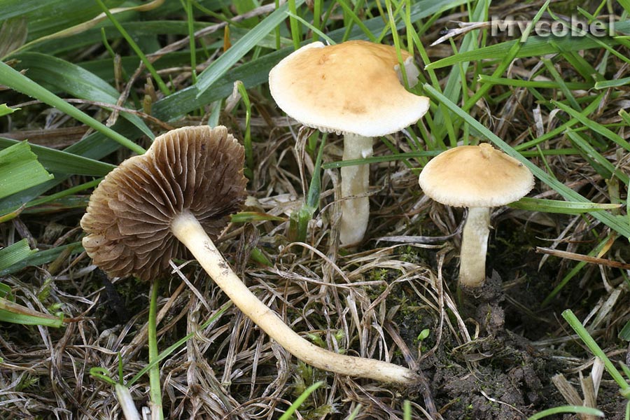 agrocybe_arvalis_(yd)_6243.jpg