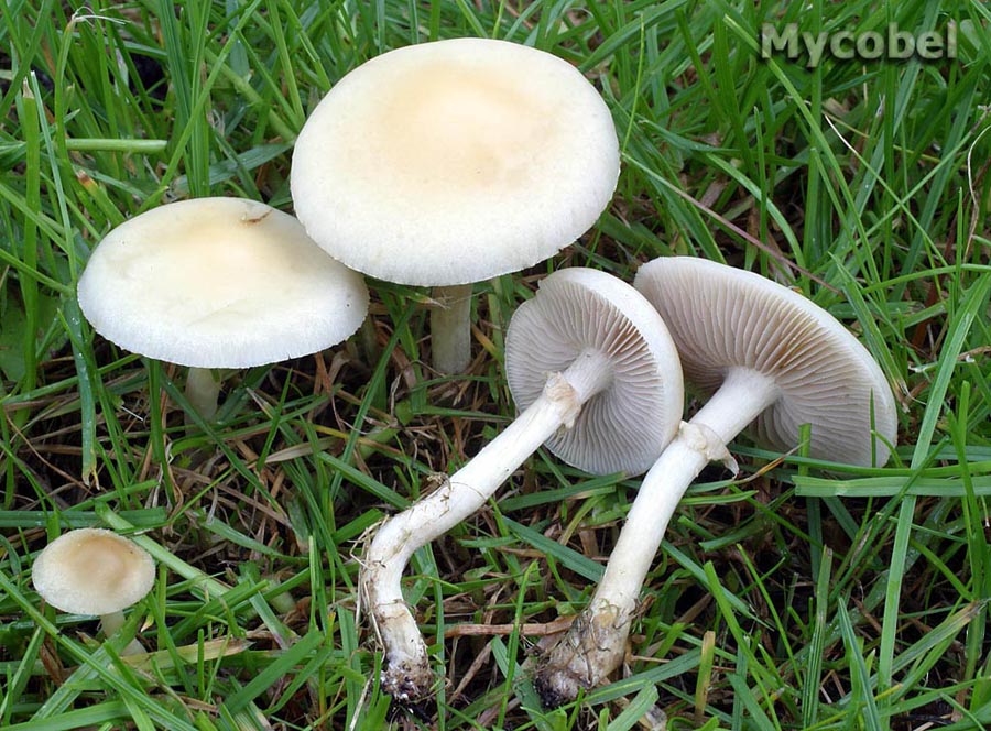 agrocybe_praecox_(yd)_1.jpg