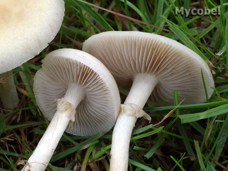 agrocybe_praecox_(yd)_2.jpg