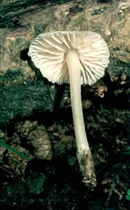 Alboleptonia flavifolia.jpg