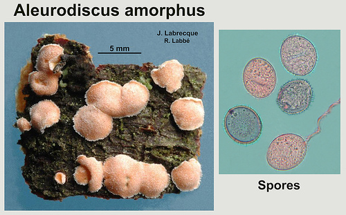 Aleurodiscus amorphus   Corticie amorphe.jpg