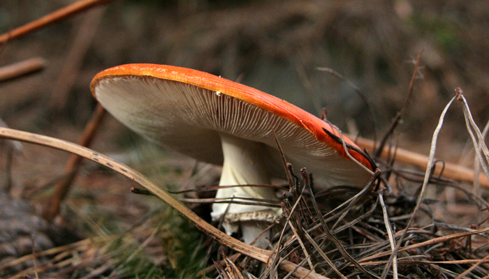 amanita 04.jpg