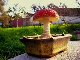 amanita bonsai.jpg