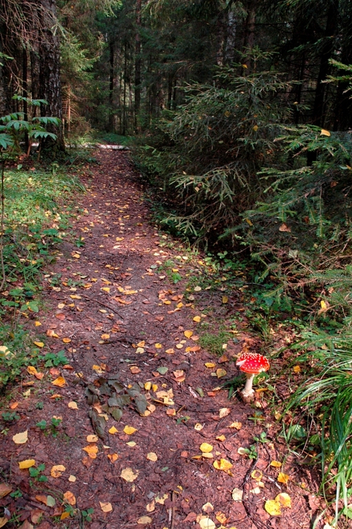 amanita.jpg