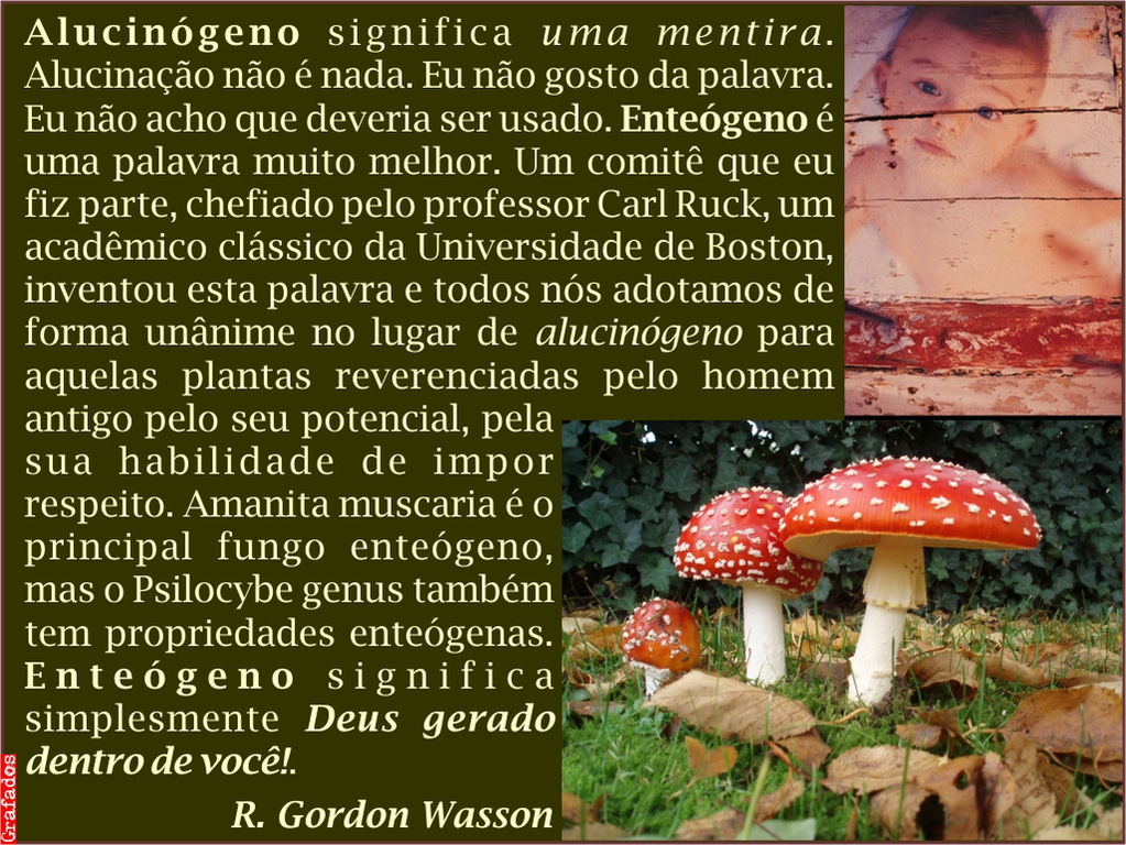 amanita.jpg