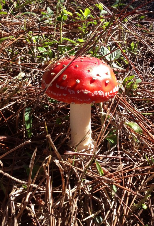 amanita.JPG