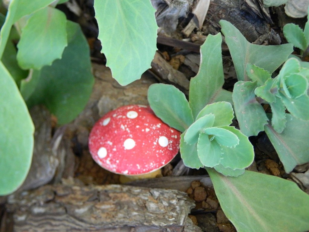 Amanita.JPG