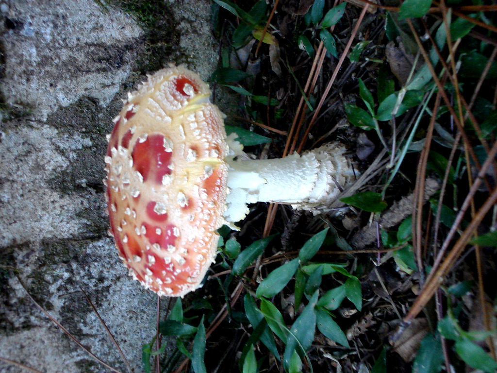 Amanita Muscaria 1.JPG