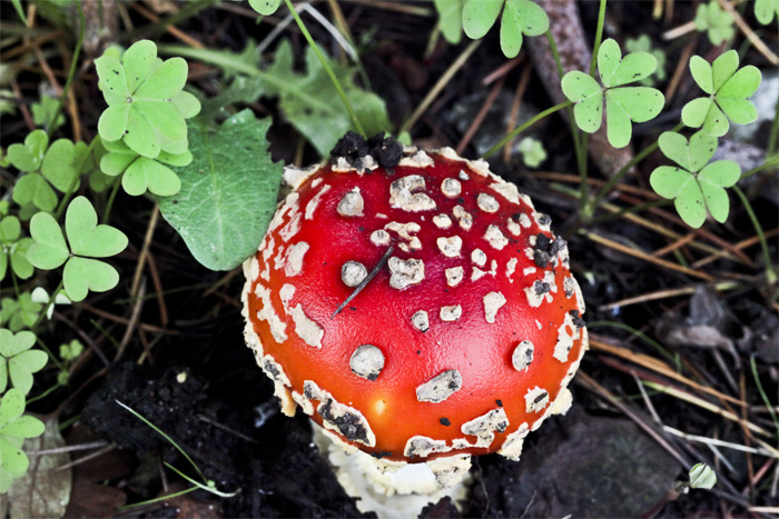 amanita muscaria 2.jpg