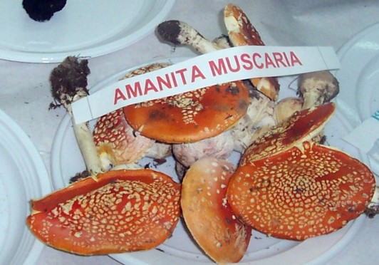 Amanita muscaria 2004.jpg