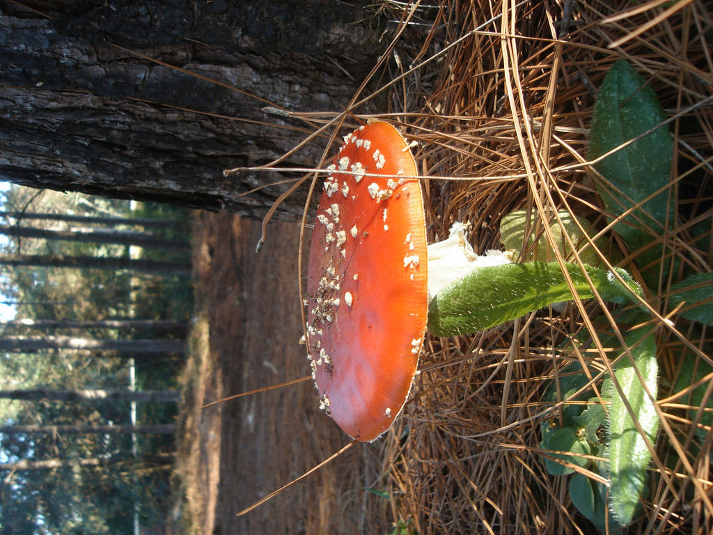 Amanita Muscaria 3.JPG