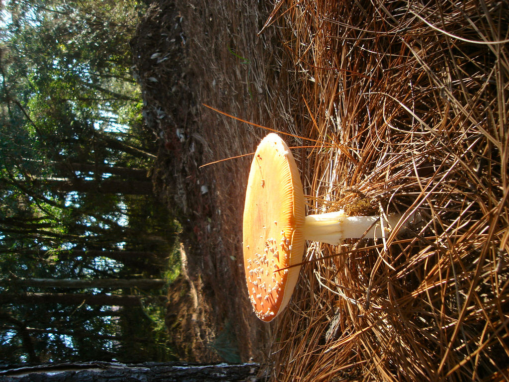 Amanita Muscaria 4.JPG