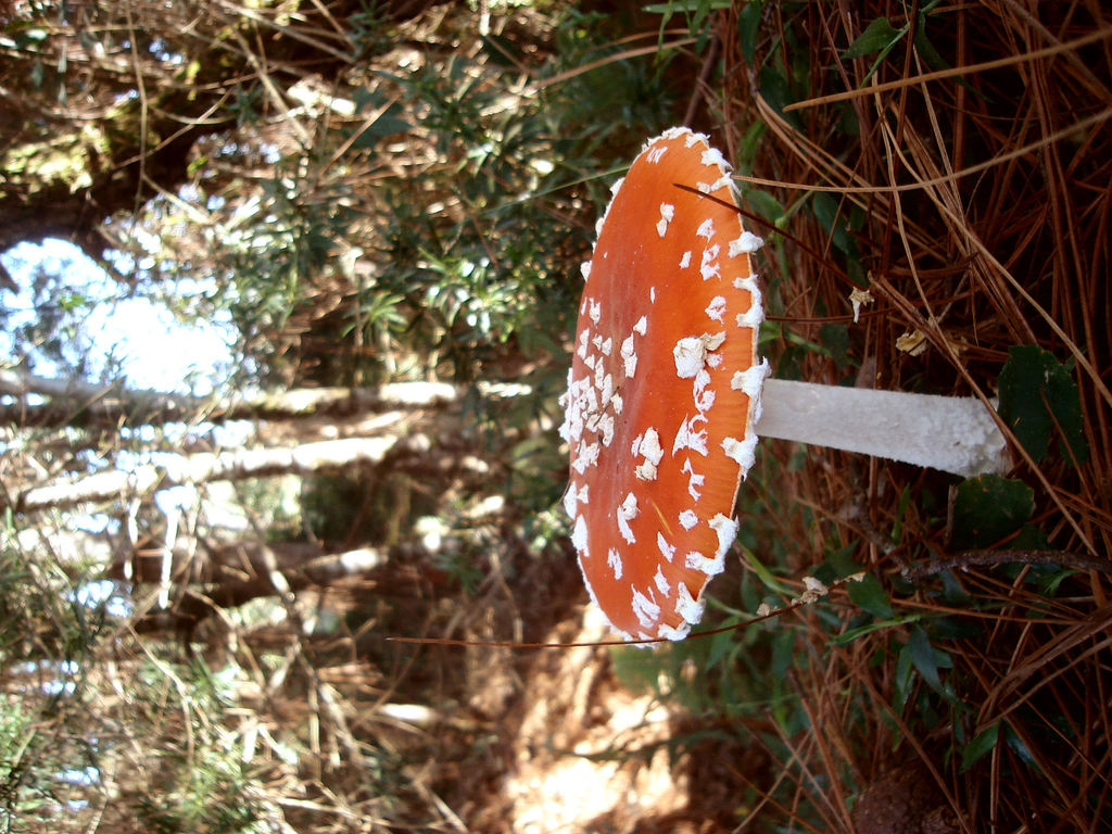 Amanita Muscaria 5.JPG