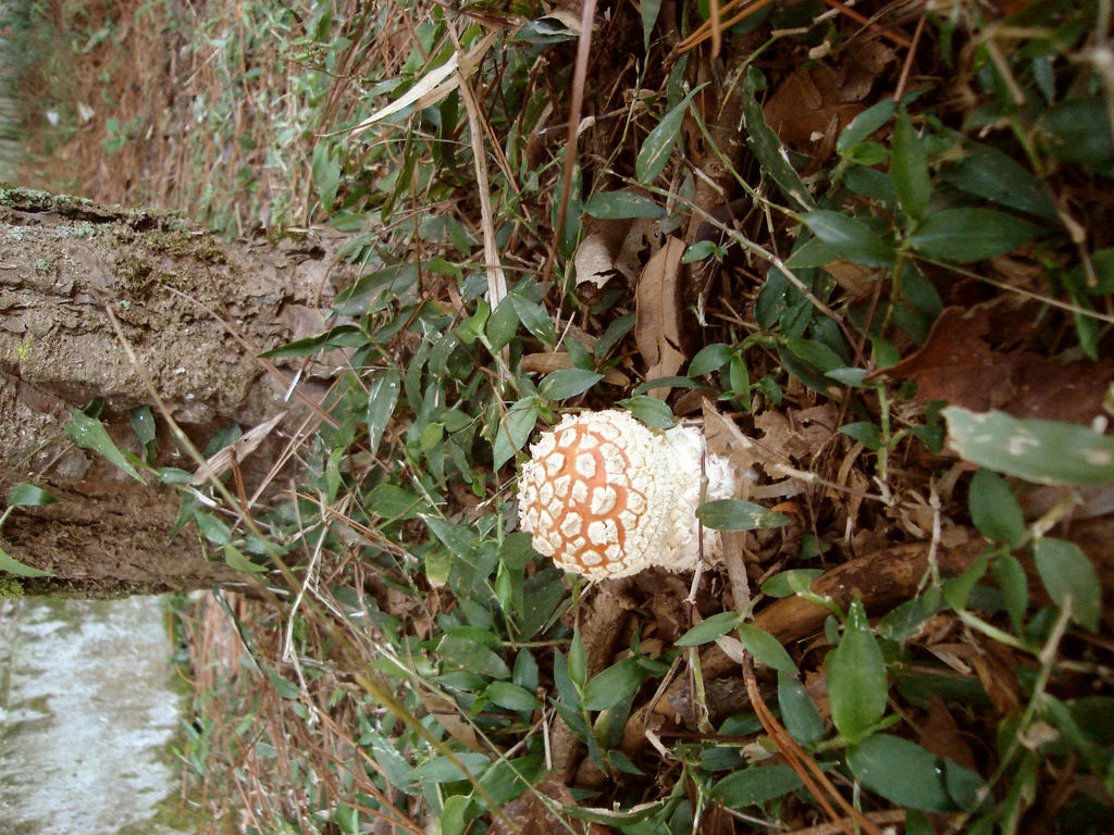 Amanita Muscaria 6.JPG