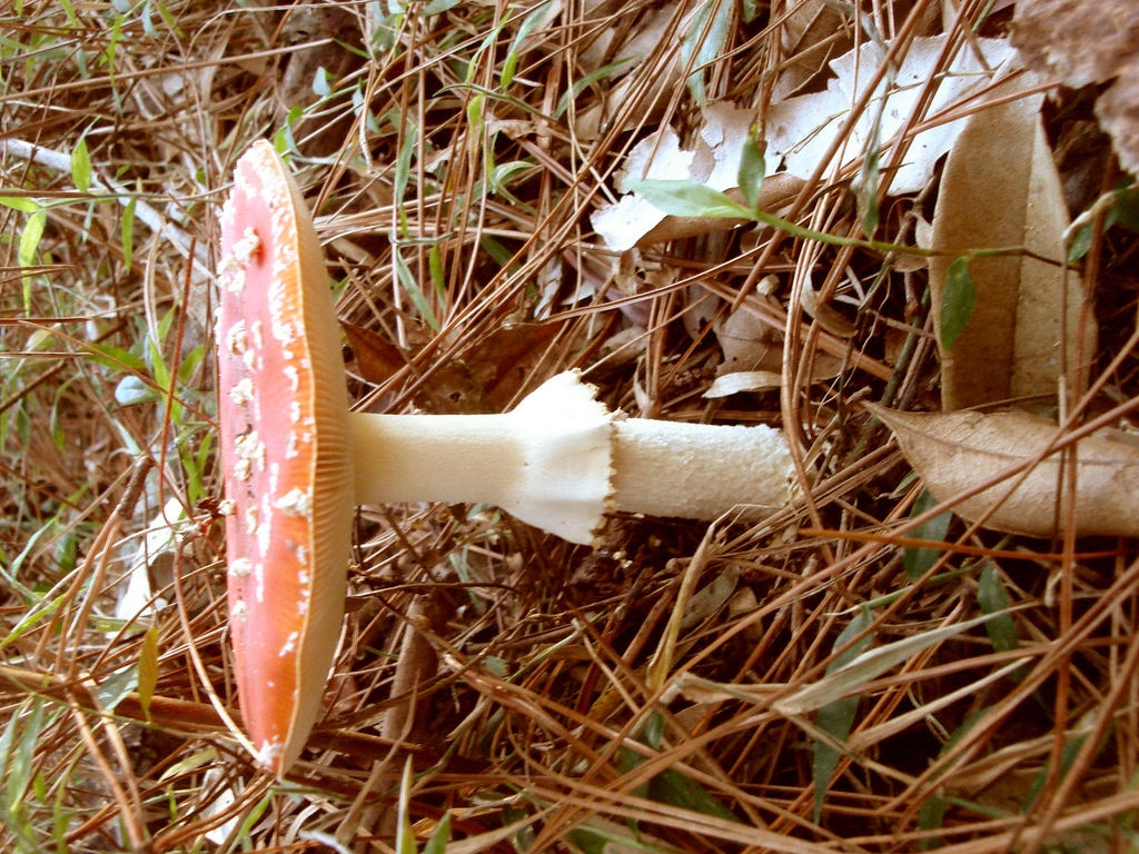 Amanita Muscaria 7.JPG