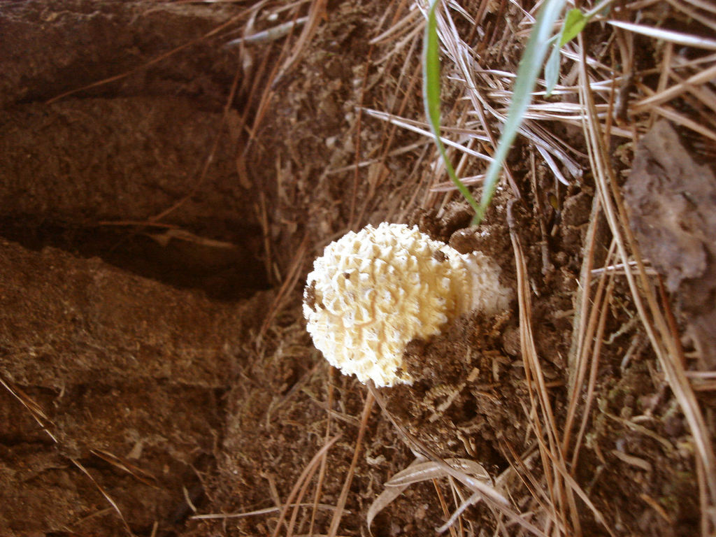 Amanita Muscaria 9.JPG