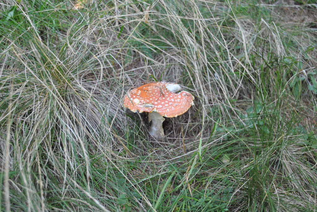 amanita muscaria.jpg