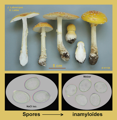 Amanita muscaria var. guessowii  Amanite tue-mouches var. de Güssow.jpg