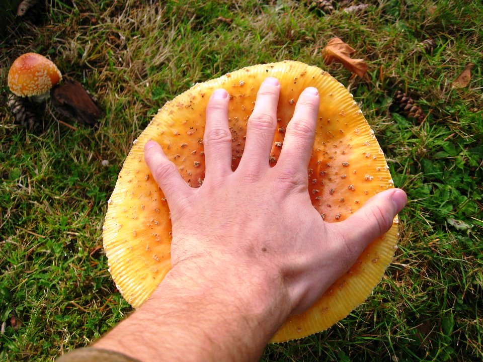 Amanita Muscaria1.jpg