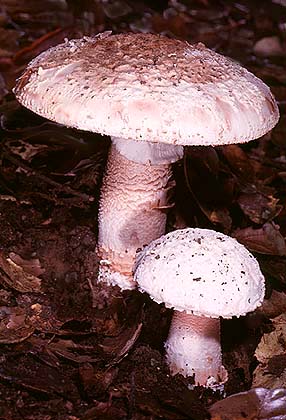 Amanita novinupta.jpg