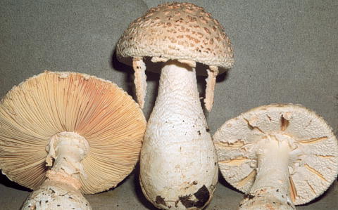 Amanita subsect. Gymnopodae.jpg