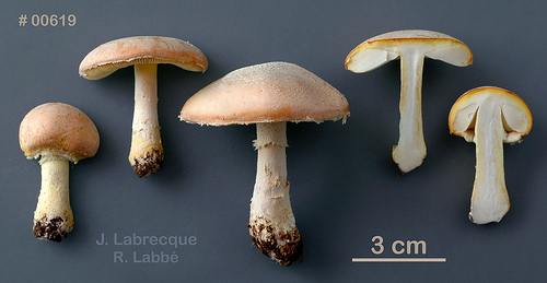 Amanita wellsii  Amanite de Wells.jpg