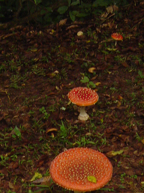 amanita01271.JPG