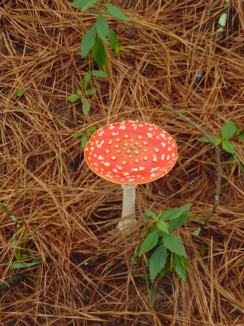 amanita1267.JPG