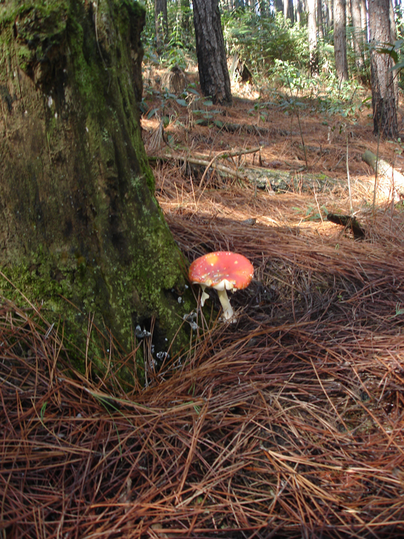 Amanita2.jpg