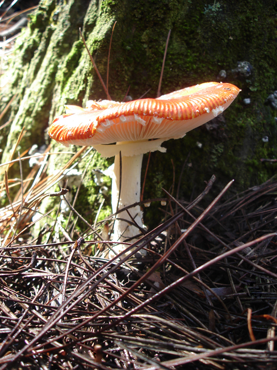 Amanita999.jpg