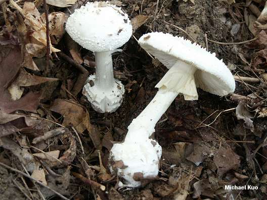 amanita_abrupta--02.jpg