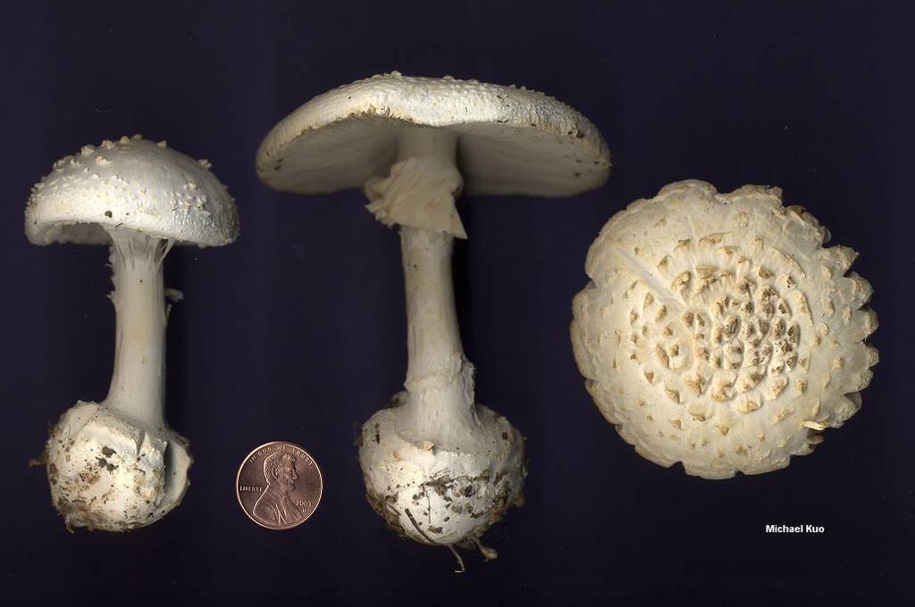 amanita_abrupta_01big.jpg