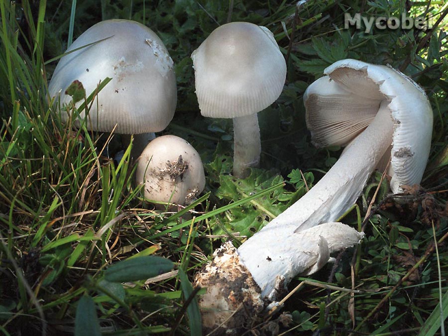 amanita_arctica_(yd)_1.jpg