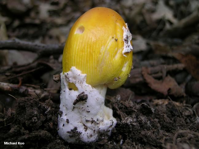 amanita_banningiana_05big.jpg