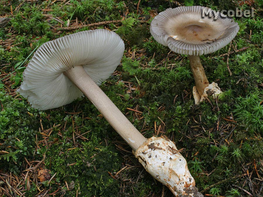 amanita_battarae_(yd)_1.jpg