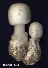 amanita_bisporigera_02.jpg