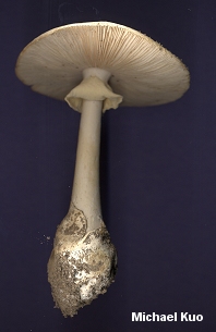 amanita_bisporigera_03.jpg