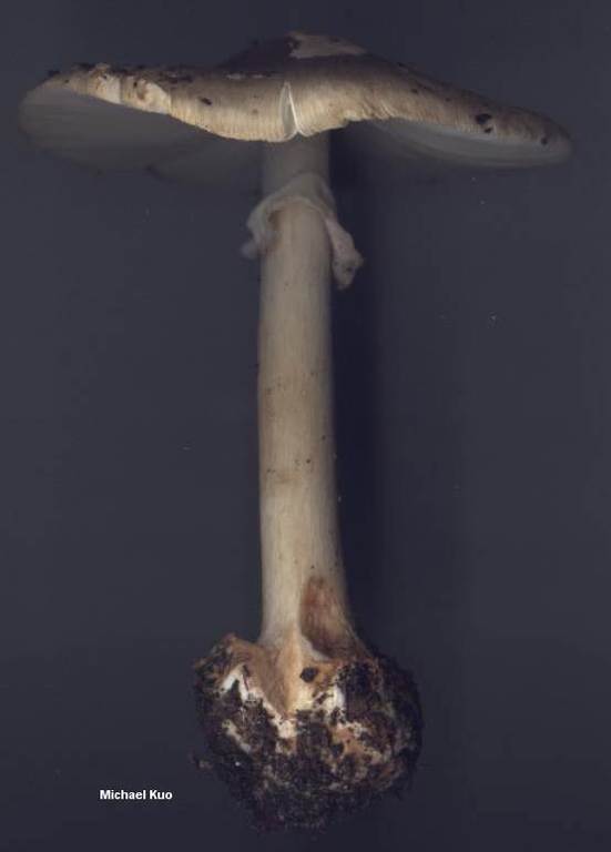 amanita_brunnescens_01big.jpg